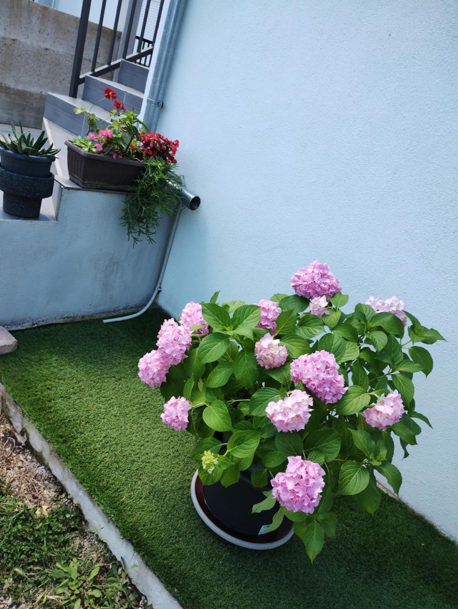 Apartman Enia Murvica  الغرفة الصورة
